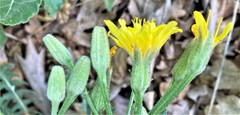 Crepis occidentalis