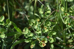 Euphorbia fragifera
