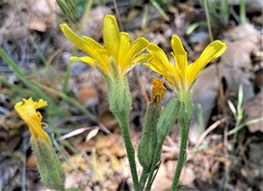 Crepis occidentalis