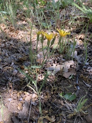 Crepis occidentalis