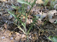 Crepis occidentalis