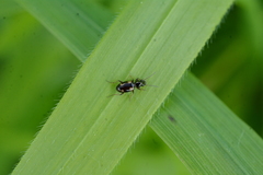 Bembidion quadrimaculatum