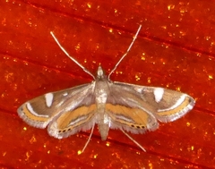 Strepsinoma croesusalis