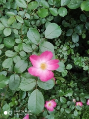 Rosa pendulina