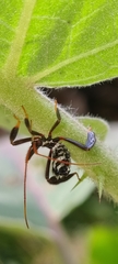 Acanthocephalini