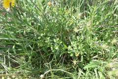 Euphorbia fragifera