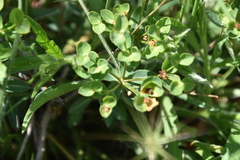 Euphorbia fragifera