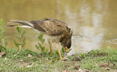 Daptrius chimango