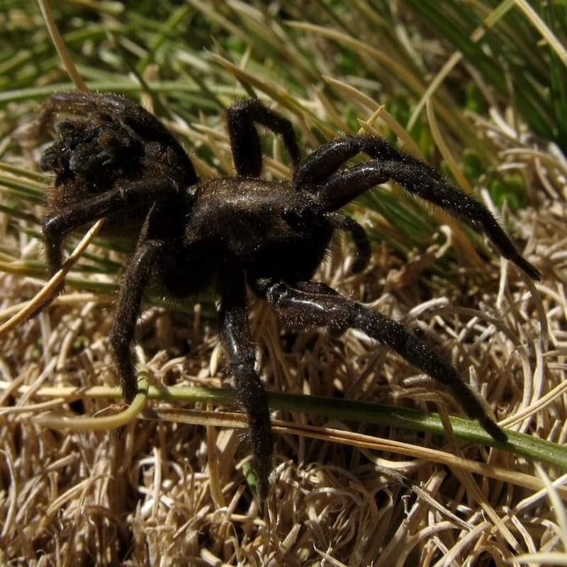 Diapontia calama