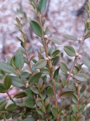 Buxus