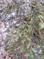Buxus