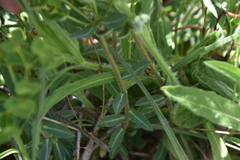 Euphorbia fragifera