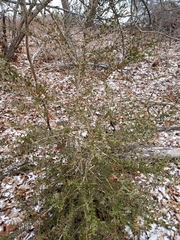 Buxus