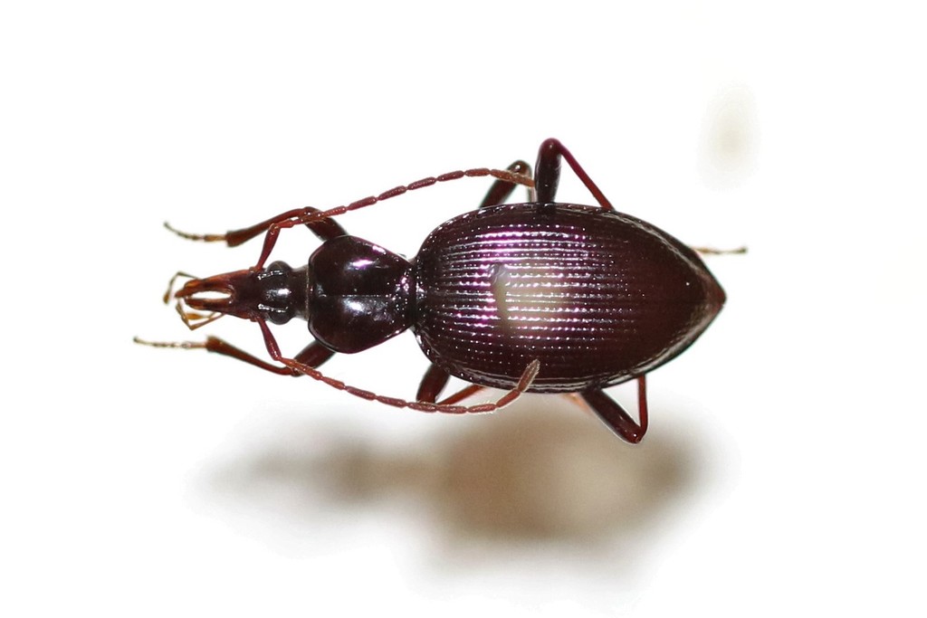 Cleftcollared Snaileating Beetle from Adair County, OK, USA on May 23