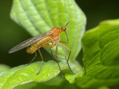 Empis stercorea