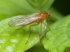 Empis stercorea