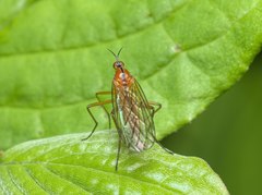 Empis stercorea