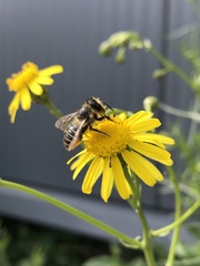 Megachile