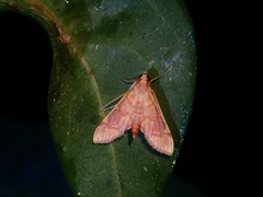 Ischnurges gratiosalis