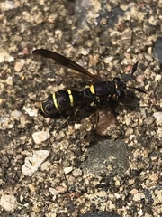 Sphiximorpha willistoni