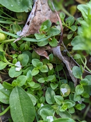 Veronica serpyllifolia