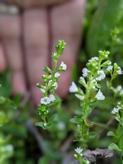 Veronica serpyllifolia