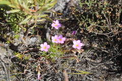 Oxalis polyphylla pentaphylla