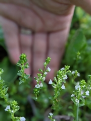 Veronica serpyllifolia