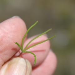 Oxalis polyphylla pentaphylla