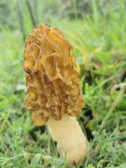 Morchella castaneae