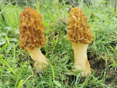 Morchella castaneae