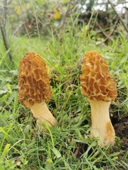 Morchella castaneae