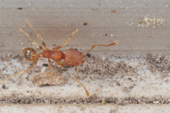 Pheidole bilimeki