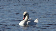 Cygnus olor