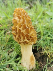 Morchella castaneae