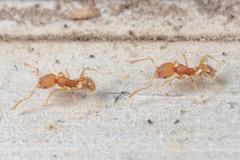 Pheidole bilimeki
