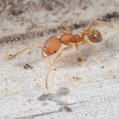 Pheidole bilimeki
