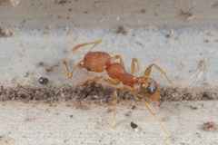 Pheidole bilimeki