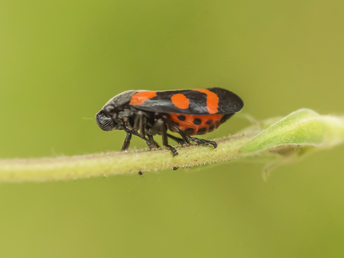 Cercope sanguinolent