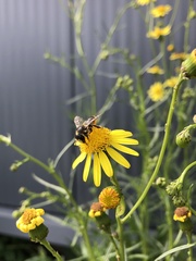 Megachile