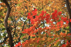 Acer pseudosieboldianum