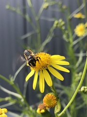 Megachile