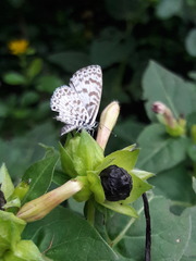 Leptotes cassius