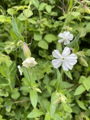 Silene latifolia