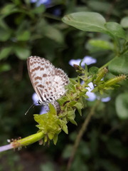 Leptotes cassius