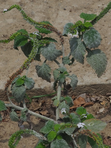 Indian Heliotrope