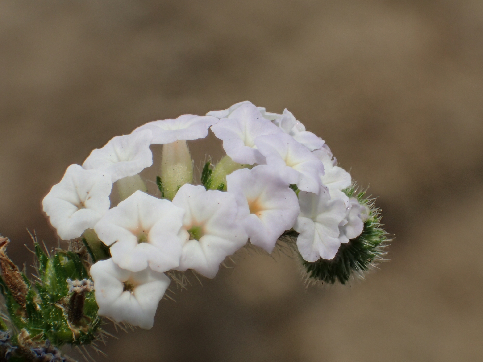 Cravo-de-Urubu (Heliotropium indicum) · BioDiversity4All