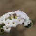 Heliotropium indicum - Photo (c) 葉子, μερικά δικαιώματα διατηρούνται (CC BY-NC), uploaded by 葉子
