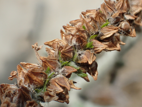 Indian Heliotrope