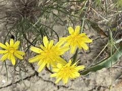 Scorzonera laciniata
